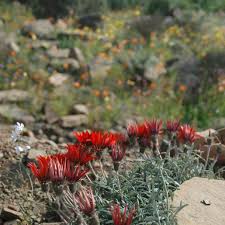 Image result for Gazania krebsiana