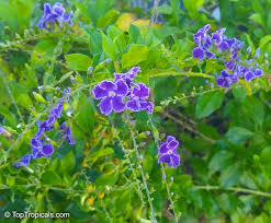 Image result for Duranta erecta