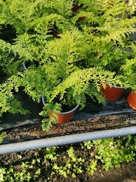 Image result for Asplenium sandersonii