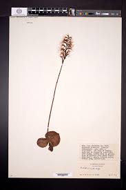 Image result for Holothrix longiflora