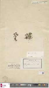 Image result for Marsilea villifolia