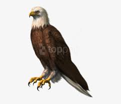 Maybe you would like to learn more about one of these? Free Png Download Eagle Transparentpicture Png Images Eagle Png For Picsart Transparent Png 480x663 Free Download On Nicepng
