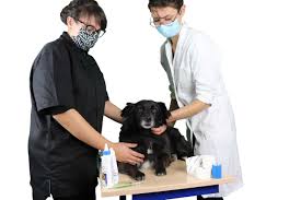 Pour vous inscrire en enseignement à distance, via le sed, vous devez être inscrit·e à l'université en contrôle examen terminal semestriel. Centre Europeen De Formation Avis Assistant Veterinaire