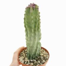 Image result for Lophocereus