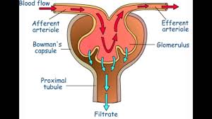 Urine Formation Components Glomerular Filtration Tubular