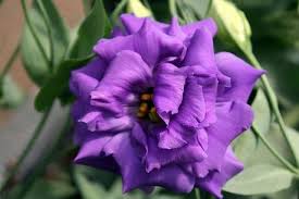 Image result for eustoma maurine