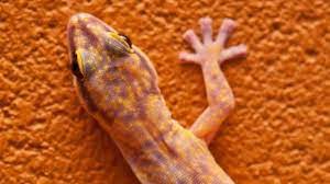 We choose books strong in story, illustration and design, with a strong 'heart factor' that we think parents and children will want to read hundreds of times. Sex Geckos Die In Orbit On Russian Space Project Bbc News