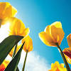 They have an assortment of flowers and gift baskets that can all be sent the same day. 1