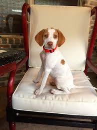 Milo English Pointer Puppy English Pointer Puppy Pointer Dog English Pointer Dog