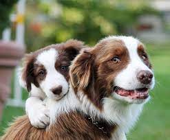 Red And White Border Collies Google Search Collie Dog Dog Breeds Pet Dogs Puppies