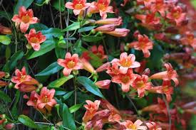 We did not find results for: Vines Google Search