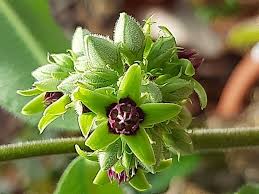 Image result for Raphionacme lanceolata