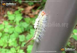 But we have several few stinging caterpillars of various shapes, sizes and colors. White Marked Tussock Moth Orgyia Leucostigma