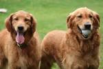 Retrievers – American Kennel Club