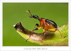 Image result for Dichaetanthera