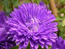 Callistephus Kaeˈlɪstɨfəs 2 Is A Monotypic Genus Of Flowering Plants In The Aster Family Asteraceae Containing The Flower Seeds Violet Flower Aster Flower