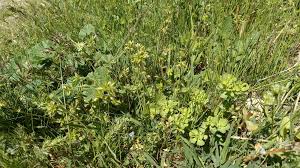 Image result for Cerastium glomeratum