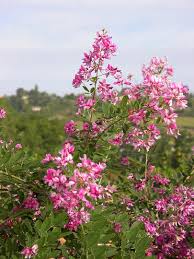 Lespedeza thunbergii is a species of flowering plant in the legume family known by the common names thunberg's bushclover, thunberg's lespedeza, and shrub lespedeza. Andre Briant The European Specialist Of Ornamental Young Plants Welcome Variety Range Access To Varieties Deciduous Shrubs