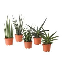 Sansevieria Potplant Diverse Soorten Ikea Plants Easy Care Plants Potted Plants