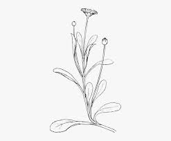 We did not find results for: Drawn Daisy Flower Stem Plant Line Drawing Png Png Image Transparent Png Free Download On Seekpng