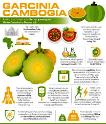 Image result for Garcinia acutifolia