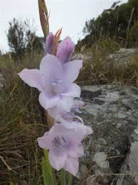 Image result for Gladiolus trichonemifolius