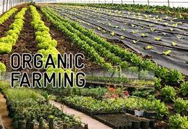 Organic Farming Initiatives