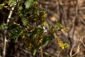 Image result for Kotschya