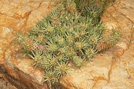 Image result for Euphorbia davyi