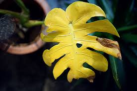 Monstera Deliciosaモンステラの紅葉 Monstera Deliciosa