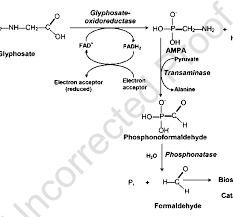 Gp Metabolism Via Ampa A Pathway Prevailing In Most Studied Bacteria Download Scientific Diagram