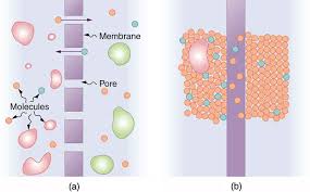 In osmosis, the solvent (usually water) moves across a membrane to dilute. Molecular Transport Phenomena Diffusion Osmosis And Related Processes Physics