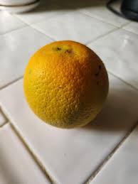 橙子还没熟透就从树上掉下来了。能吃吗？它为啥会这么早就掉下来呢？ : rgardening