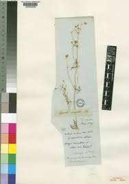 Image result for Hypertelis bowkeriana