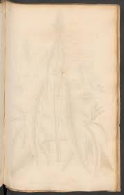 Image result for Aneilema dispermum