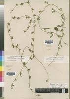 Image result for Cucumis zeyheri