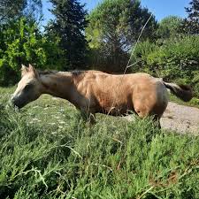 Image result for Light Buckskin 1990 Colt
