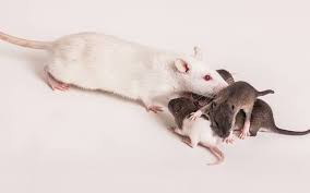 While the risk of pregnancy is very low, the risk of pregnancy is dangerous for such a young female rat. Raising Baby Rats Week By Week One Week To Six Weeks Old