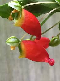 Image result for Impatiens keilii