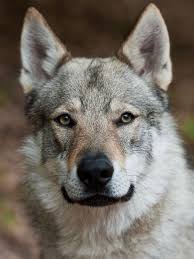 Expect to pay a price of $800 to $1500 for a puppy. Czechoslovakian Wolfdog Wallpapers Wallpaper Cave