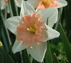 Narcissus Dear Love White Flower Farm Flowers Daffodils
