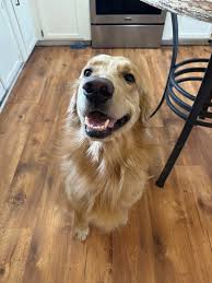 Beef allergy in large breed puppies? Has anyone successfully switched their  puppy to lamb and rice or salmon and rice after experiencing soft