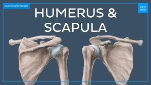 Image result for Humerus Bone