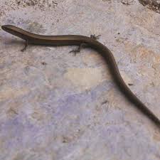 Kertenkele Lizard Nature Turkey Photo Muzipmasalcini Masal Life Belkimbirkertenkeleidim In 2020 Photo Lizard Instagram