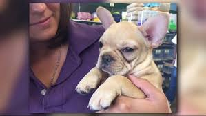 Puppies and dogs in north carolina cities. Stolen Puppy Named French Toast Returned To Friendly Pets Man Charged In Case Wfmynews2 Com