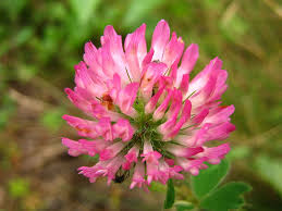 Gorgeous stylish blooms delivered daily. Pink Clover Flower Photograph By Devorah Shoshanna