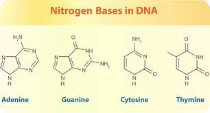 The two strands are held together by hydrogen bonds between the nitrogenous bases of the. The Dna Double Helix Ck 12 Foundation