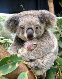 Australian National Treasure Koala Page 23 Of 27 Gloria Love Pets Cute Baby Animals Animals Cute Animals