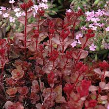 A bushy, ground cover species from south africa. Red Carpet Stonecrop Sedum Spurium Red Carpet In Burlington Waterdown Dundas Ontario Ontario On At Connon Nurseries