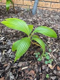 Image result for Acanthophoenix rubra